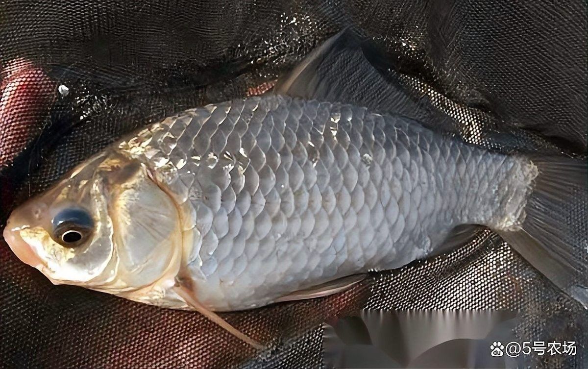 泰國大鯽魚多久換一次水？（泰國大鯽魚的養殖技巧） 泰國大鯽魚多久換一次水？（泰國大鯽魚的養殖技巧） 龍魚百科 第6張