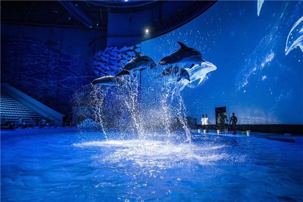 歷下哪個(gè)水族館龍魚好？祥龍魚場(chǎng)龍魚（歷下區(qū)附近水族館和龍魚相關(guān)信息）