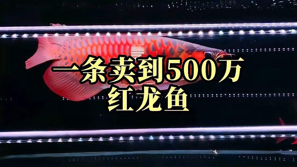 濟南龍魚市場的價格范圍是多少（濟南紅龍魚價格2688貴嗎）