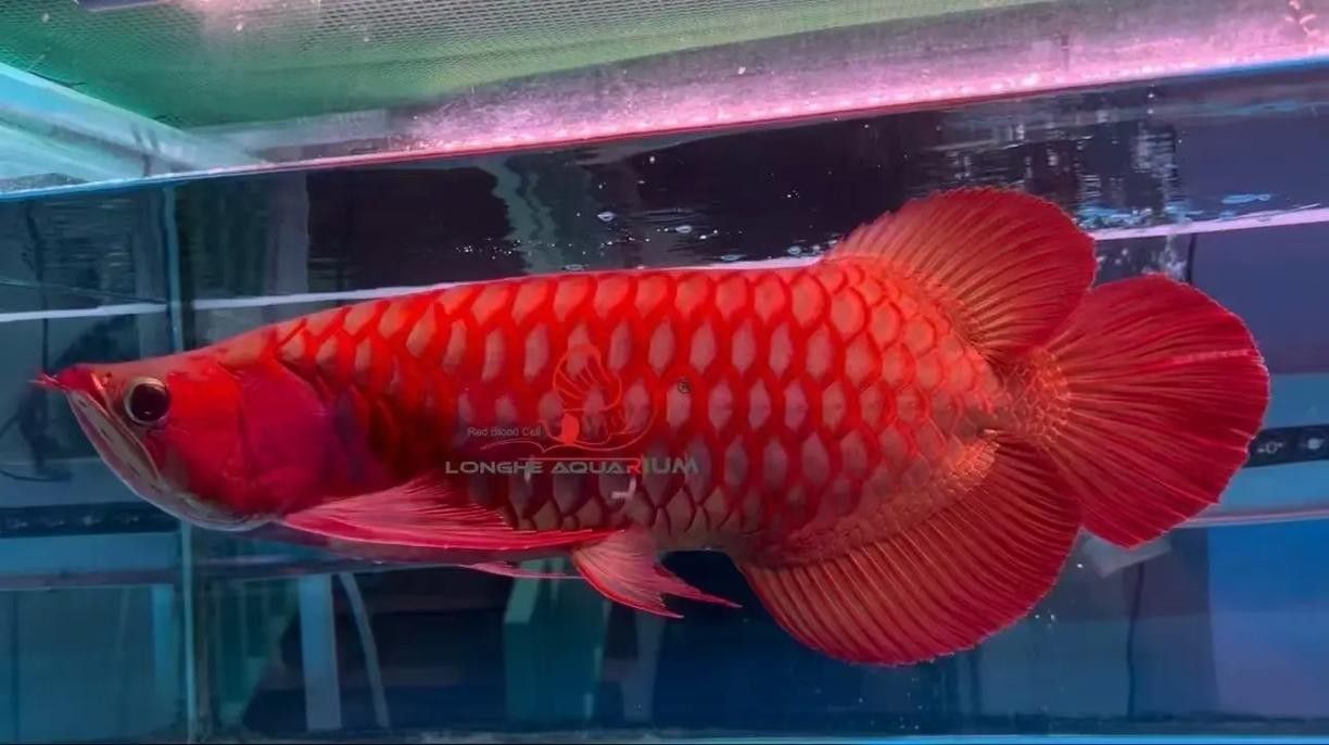 濟南龍魚市場的價格范圍是多少（濟南紅龍魚價格2688貴嗎）