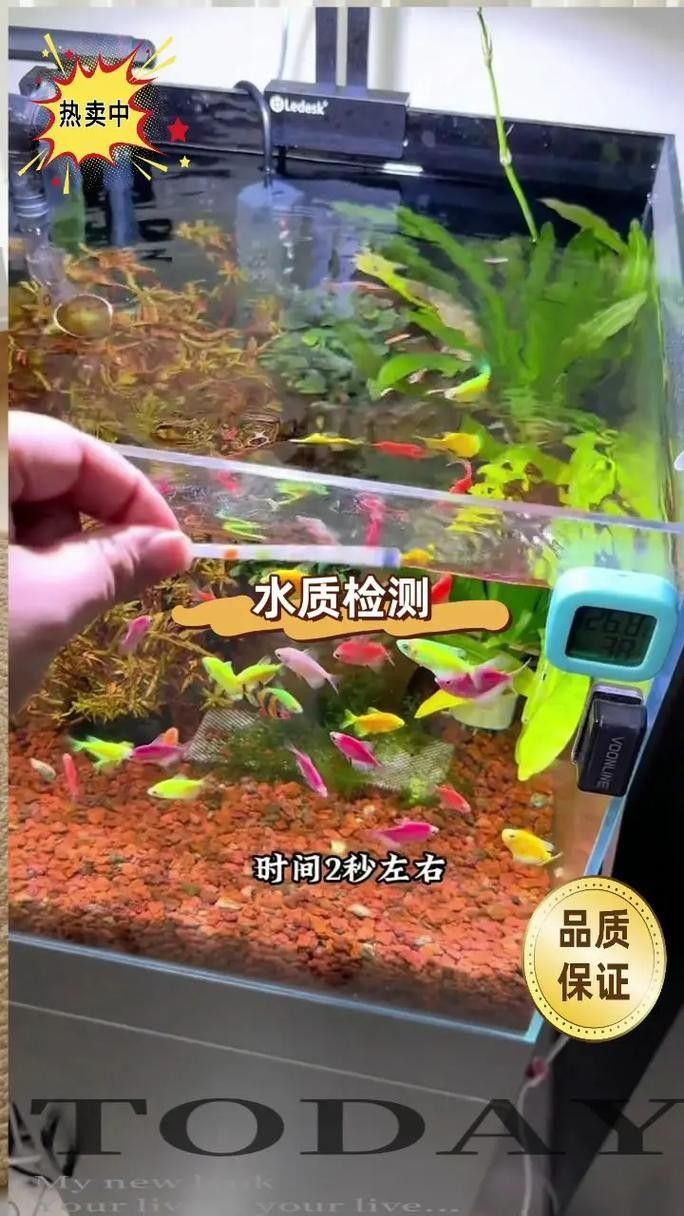 混養時需要注意哪些細節（混養時需注意以下關鍵細節）