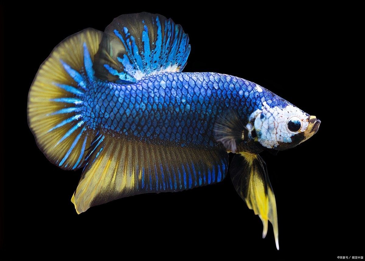 龍魚繁殖期間需要注意什么（龍魚繁殖全攻略） 龍魚繁殖期間需要注意什么（龍魚繁殖全攻略） 龍魚百科 第5張