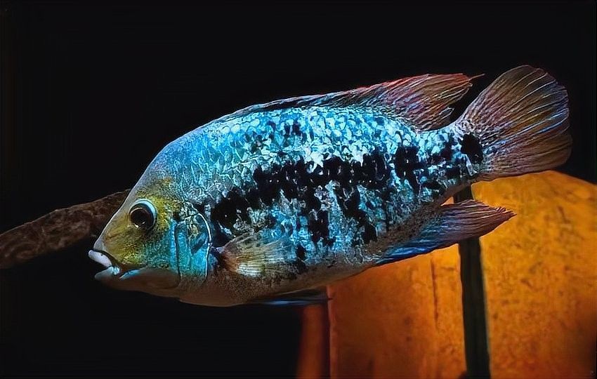 德州豹魚和哪些魚可以混養？（德州豹魚混養需要多大的魚缸？）