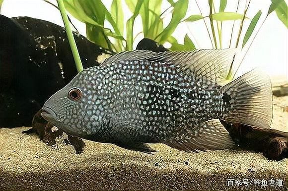 德州豹魚和哪些魚可以混養？（德州豹魚混養需要多大的魚缸？）
