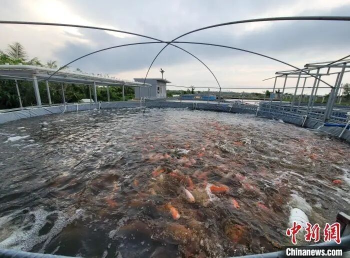 <strong><mark>海口</mark></strong>龍魚養(yǎng)殖場哪個(gè)最大（<strong><mark>海口</mark></strong>出境水生動(dòng)物養(yǎng)殖場注冊(cè)登記名單公布）