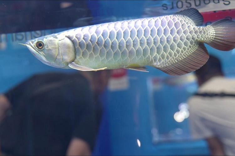 上海龍魚價格范圍（上海市場上的龍魚價格范圍） 上海龍魚價格范圍（上海市場上的龍魚價格范圍） 龍魚百科 第2張