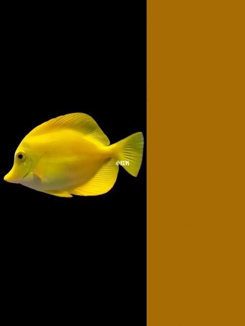金龍魚高清壁紙(關于金龍魚高清壁紙的推薦資源:如需更多風格可嘗試搜索) 龍魚百科 第26張 金龍魚高清壁紙(關于金龍魚高清壁紙的推薦資源:如需更多風格可嘗試搜索) 金龍魚高清壁紙(關于金龍魚高清壁紙的推薦資源:如需更多風格可嘗試搜索) 龍魚百科 第26張