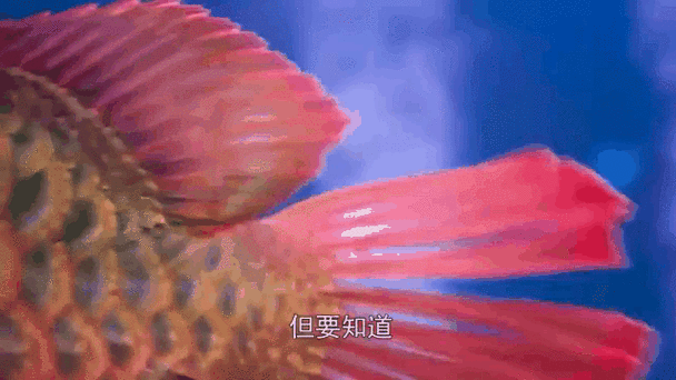 金龍魚高清壁紙(關于金龍魚高清壁紙的推薦資源:如需更多風格可嘗試搜索) 龍魚百科 第31張 金龍魚高清壁紙(關于金龍魚高清壁紙的推薦資源:如需更多風格可嘗試搜索) 金龍魚高清壁紙(關于金龍魚高清壁紙的推薦資源:如需更多風格可嘗試搜索) 龍魚百科 第31張