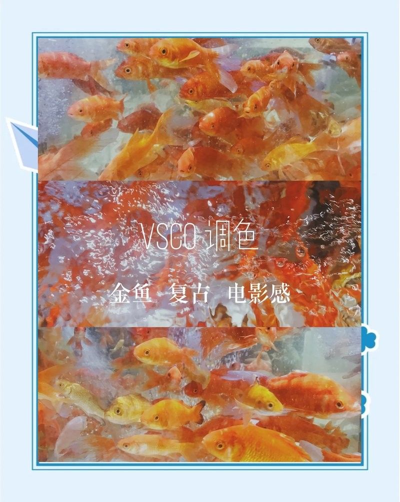 龍魚高清視頻拍攝技巧（如何拍攝高質量的金龍魚照片）