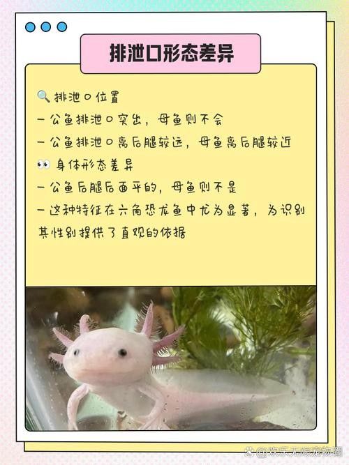 給我一張六角龍魚公母對比圖（六角恐龍魚公母對比）