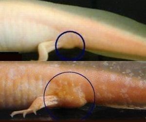 給我一張六角龍魚公母對比圖（六角恐龍魚公母對比）