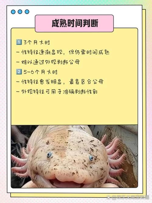 給我一張六角龍魚公母對比圖（六角恐龍魚公母對比）