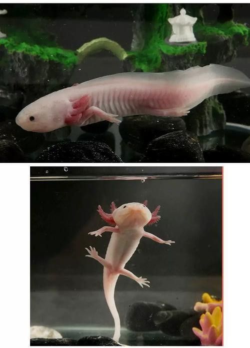給我一張六角龍魚公母對比圖（六角恐龍魚公母對比）