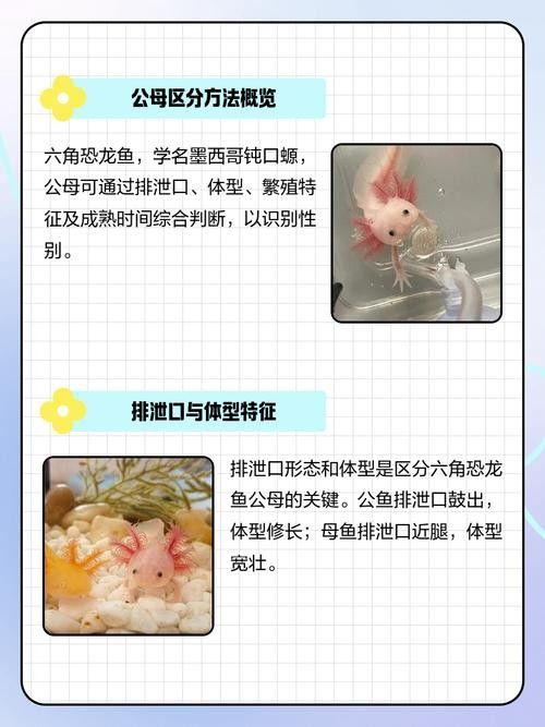 給我一張六角龍魚公母對比圖（六角恐龍魚公母對比）