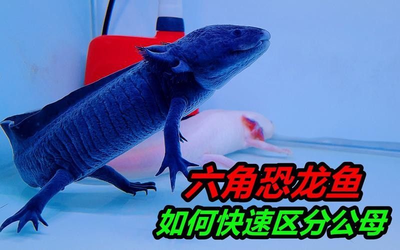給我一張六角龍魚公母對比圖（六角恐龍魚公母對比）