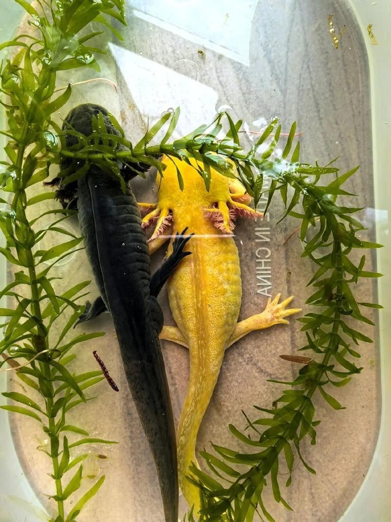 給我一張六角龍魚公母對比圖（六角恐龍魚公母對比）