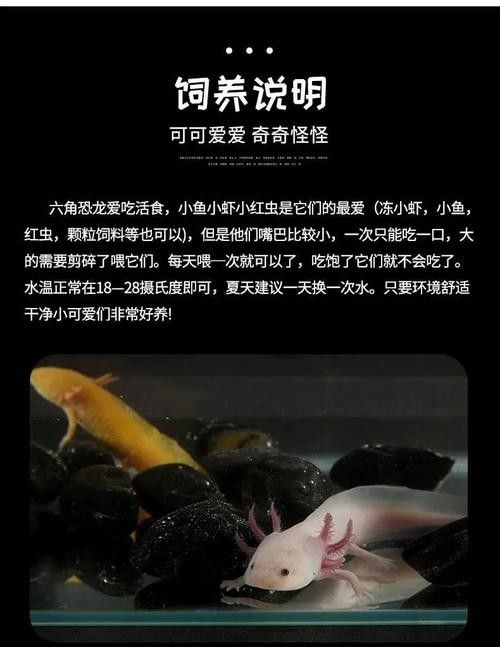 給我一張六角龍魚公母對比圖（六角恐龍魚公母對比）