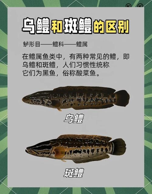 如何判斷黑龍魚是否健康？（判斷黑龍魚是否健康需綜合觀察其行為、體表特征、攝食狀態及水質環境）