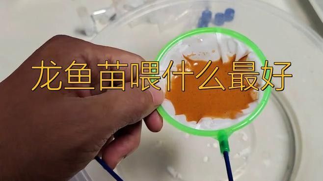 武勝哪個水族館龍魚好？祥龍魚場龍魚（馬來西亞祥龍魚場）