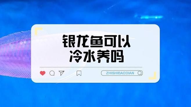 哪些龍魚品種可以冷水飼養？（龍魚品種及飼養建議：青龍魚（綠龍魚）可適應較低水溫的龍魚品種） 哪些龍魚品種可以冷水飼養？（龍魚品種及飼養建議：青龍魚（綠龍魚）可適應較低水溫的龍魚品種） 龍魚百科 第2張