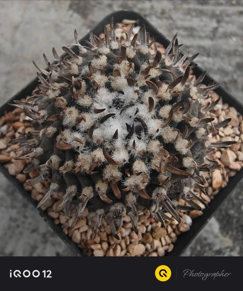 瑰寶龍中哪些品種比較稀有？（瑰寶龍中哪個品種升值潛力最大？）