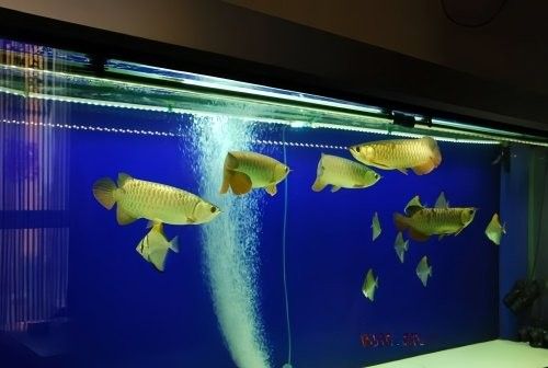 金頭龍魚缸需要多大的功率（金頭龍魚缸功率需求主要取決于水體體積和設備配置） 金頭龍魚缸需要多大的功率（金頭龍魚缸功率需求主要取決于水體體積和設備配置） 龍魚百科 第11張