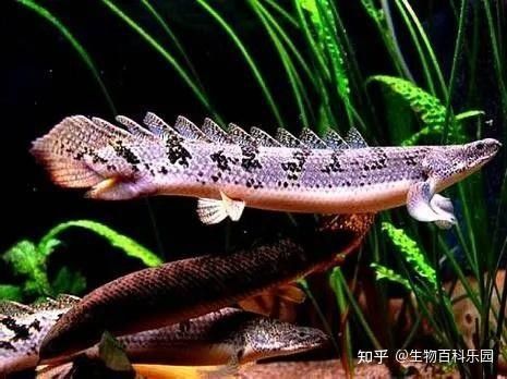 四腳龍魚多久換一次水？（四腳龍魚多久換一次水最好）