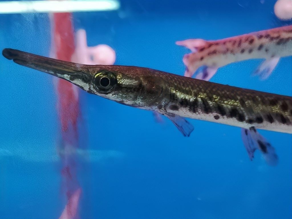 混養鱷雀鱔和龍魚需要多大的電源？（混養鱷雀鱔和龍魚需要哪些品牌的水泵適合混養鱷雀鱔和龍魚）