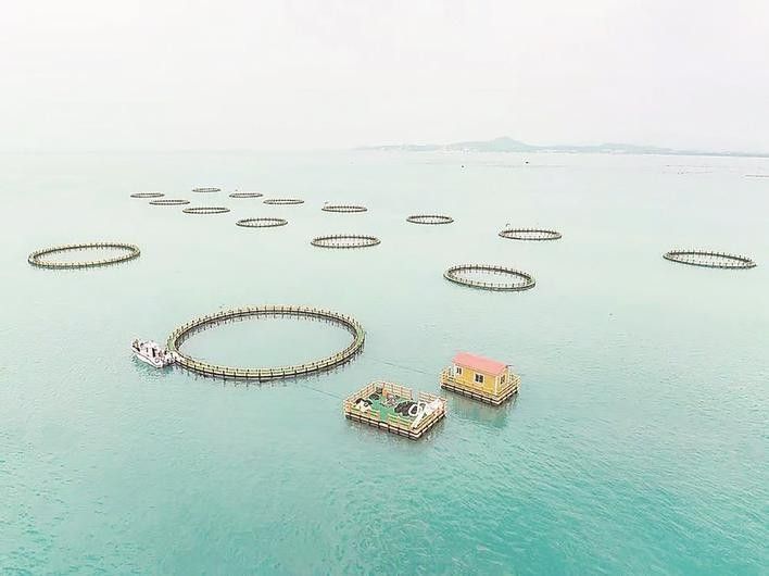 漳州還有哪些其他水族公司？（漳州阿偉水族工貿有限公司）