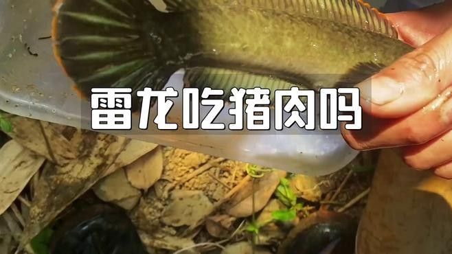 如何判斷虎斑雷龍是否吃飽？（判斷虎斑雷龍是否吃飽）