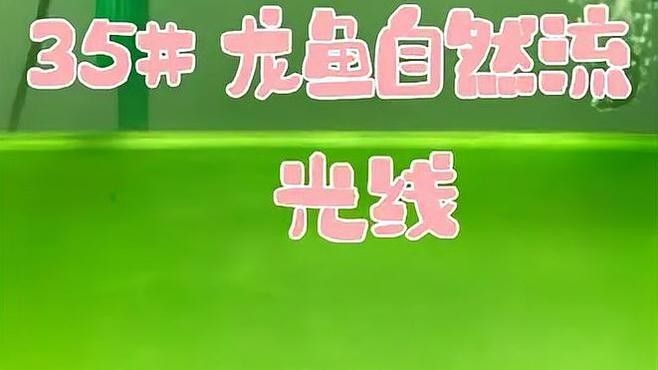如何拍攝龍魚拜神視頻？（拍攝龍魚拜神視頻需要結(jié)合專業(yè)攝影技巧與傳統(tǒng)儀式感） 如何拍攝龍魚拜神視頻？（拍攝龍魚拜神視頻需要結(jié)合專業(yè)攝影技巧與傳統(tǒng)儀式感） 龍魚百科 第2張