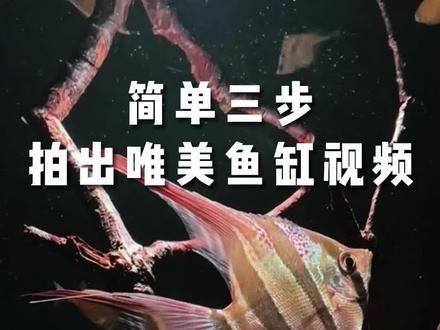 如何拍攝龍魚拜神視頻？（拍攝龍魚拜神視頻需要結(jié)合專業(yè)攝影技巧與傳統(tǒng)儀式感） 如何拍攝龍魚拜神視頻？（拍攝龍魚拜神視頻需要結(jié)合專業(yè)攝影技巧與傳統(tǒng)儀式感） 龍魚百科 第5張