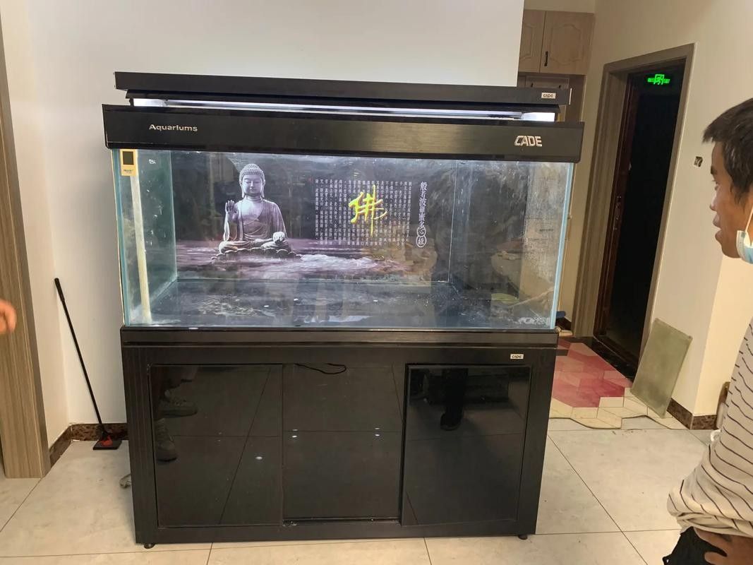 彩蝶埃及缸養(yǎng)龍魚需要多大的缸（彩蝶埃及缸養(yǎng)龍魚時）