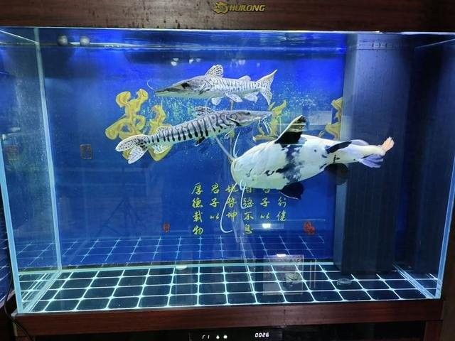 換缸對古典過背金龍有多大影響（換缸對古典過背金龍有影響嗎？）