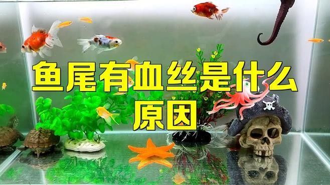 如何處理龍魚(yú)尾鰭充血（魚(yú)尾巴有紅血絲怎么回事）