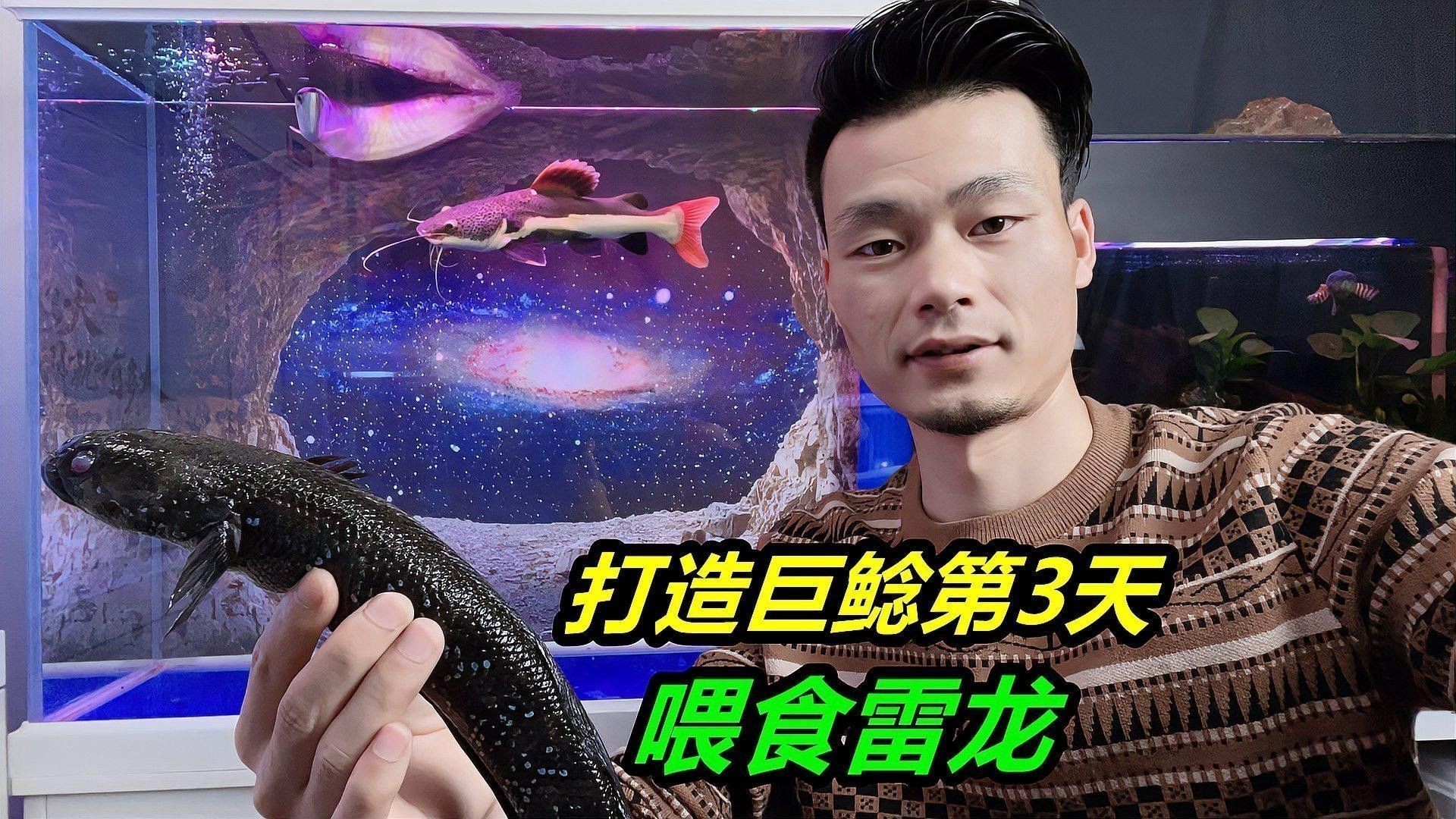 招財(cái)貓魚(yú)多久喂一次？（招財(cái)貓魚(yú)幾天喂一次3大關(guān)鍵+實(shí)操技巧）