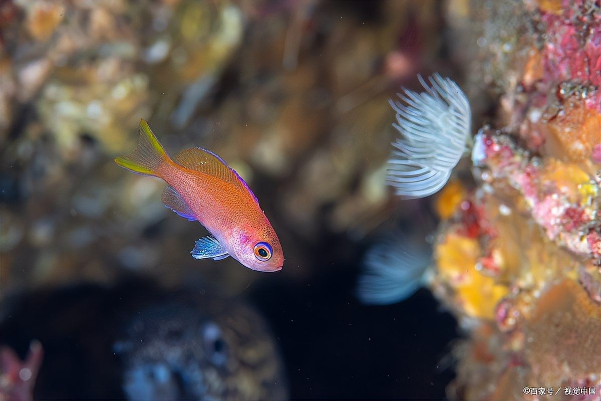 招財貓魚多久喂一次？（招財貓魚幾天喂一次3大關鍵+實操技巧） 招財貓魚多久喂一次？（招財貓魚幾天喂一次3大關鍵+實操技巧） 龍魚百科 第5張