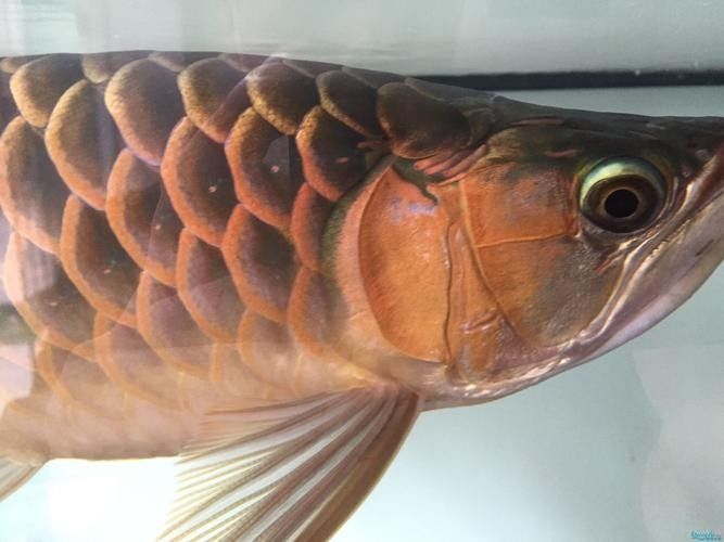 給我一些紅龍魚尾鰭腐爛的圖片示例（關于紅龍魚尾鰭腐爛的圖片示例及相關信息及相關信息）