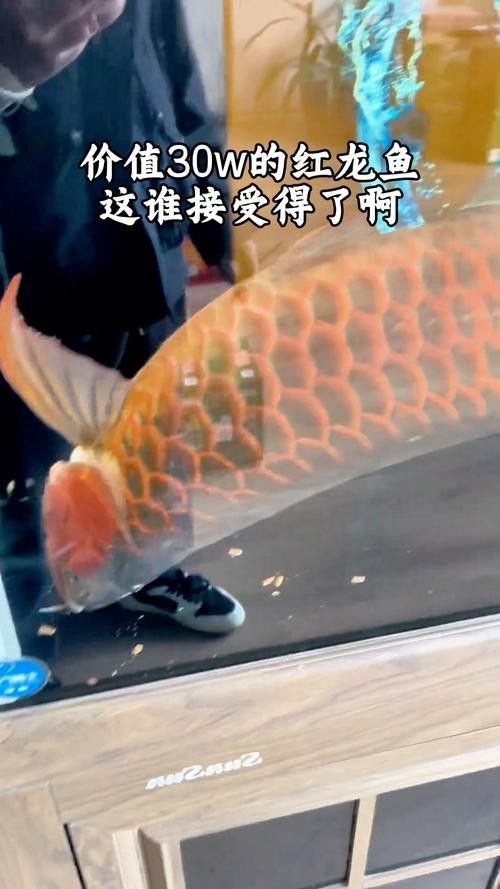 給我一些紅龍魚尾鰭腐爛的圖片示例（關于紅龍魚尾鰭腐爛的圖片示例及相關信息及相關信息）