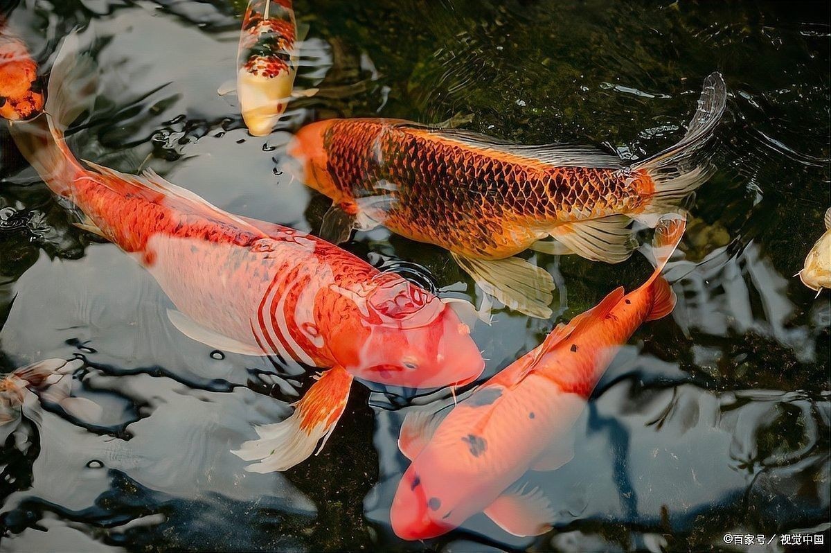 給我一些紅龍魚尾鰭腐爛的圖片示例（關于紅龍魚尾鰭腐爛的圖片示例及相關信息及相關信息）