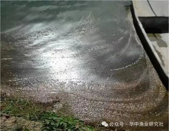 龍魚浮水如何預防（針對龍魚浮水（浮頭）的預防措施需結合水質管理、環境優化及日常觀察等多方面進行綜合調控）