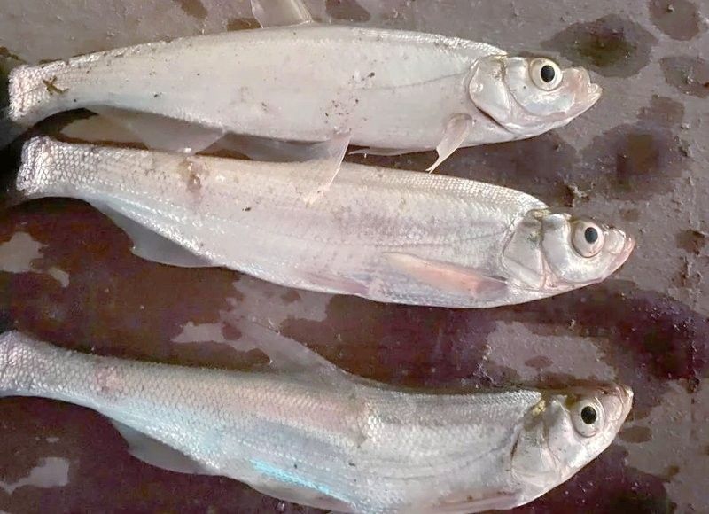 如何區分翹嘴魚和龍魚（翹嘴魚與龍魚的區別：翹嘴魚和青梢魚的區別）