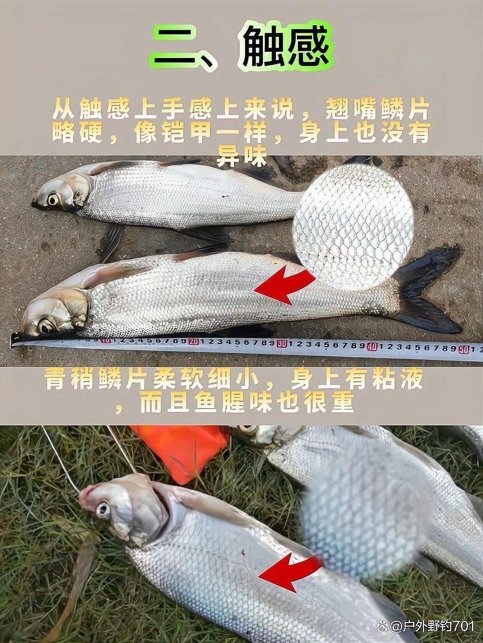 如何區分翹嘴魚和龍魚（翹嘴魚與龍魚的區別：翹嘴魚和青梢魚的區別）