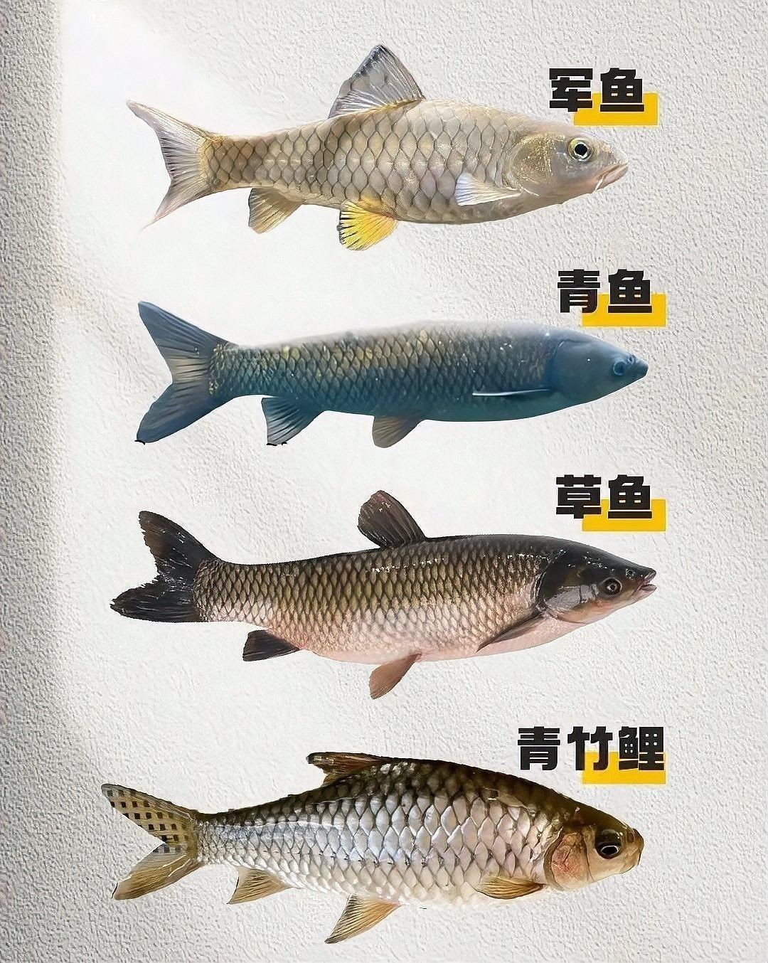 如何區分翹嘴魚和龍魚（翹嘴魚與龍魚的區別：翹嘴魚和青梢魚的區別）