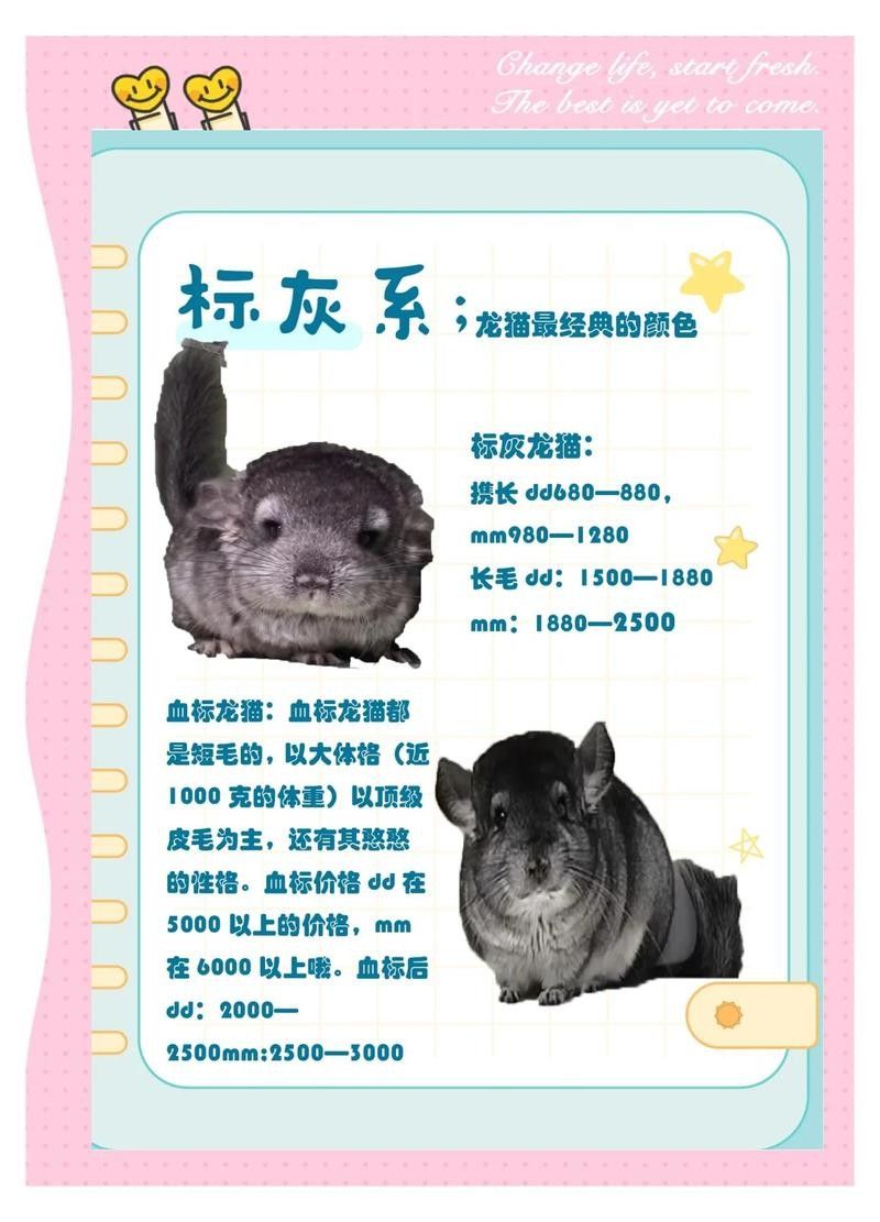 龍貓顏色與價格大揭秘（金色龍貓怎么辨別）