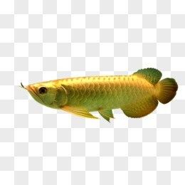 龍魚高清圖片網站推薦：魚之樂，被自然之美震撼到的原生態龍魚