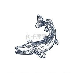 龍魚高清圖片網站推薦：魚之樂，被自然之美震撼到的原生態龍魚