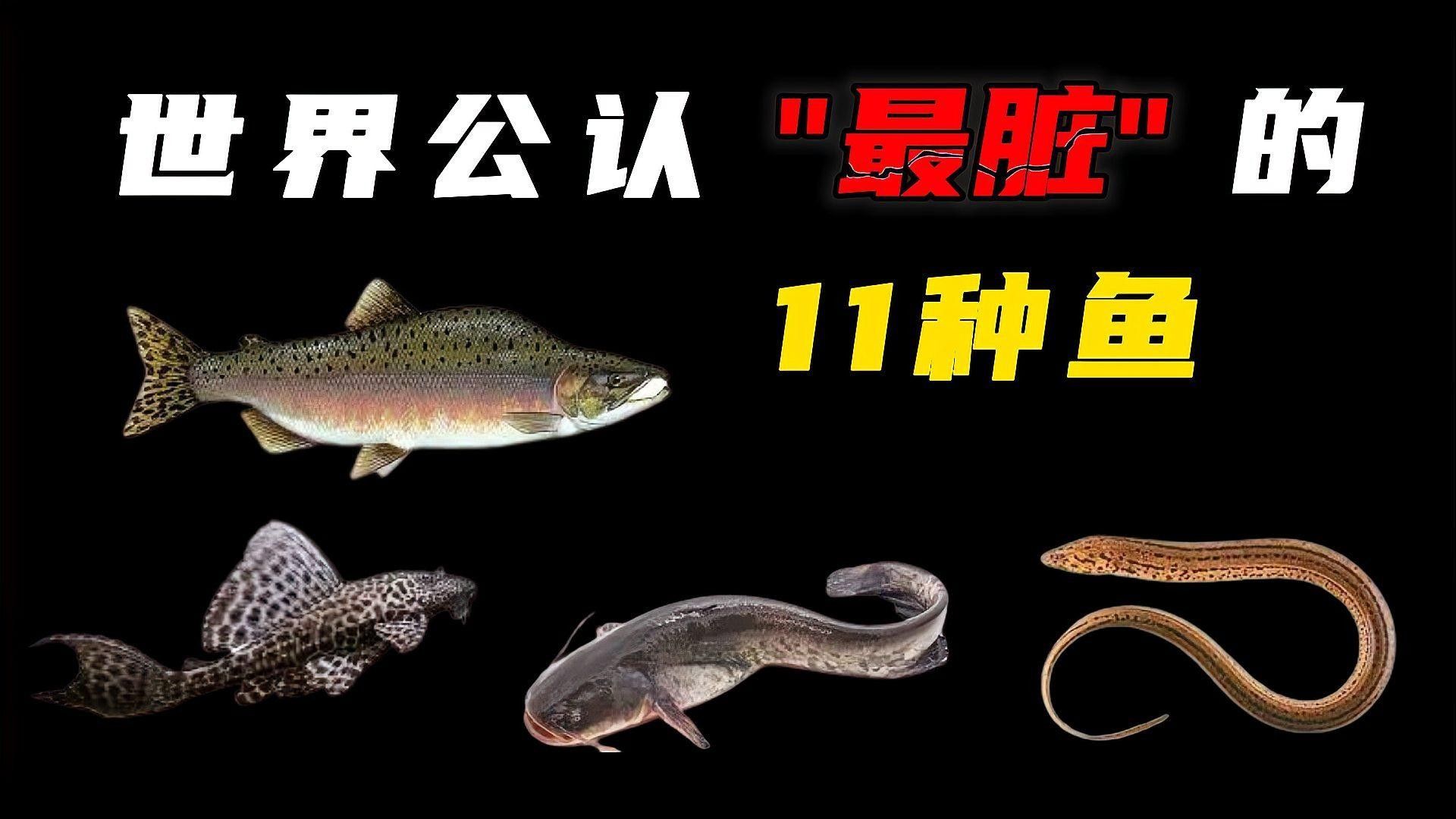 飛鳳魚和黃金大帆魚能混養(yǎng)嗎：飛鳳魚和黃金大帆魚哪個(gè)更適合新手飛鳳魚和黃金大帆魚 飛鳳魚和黃金大帆魚能混養(yǎng)嗎：飛鳳魚和黃金大帆魚哪個(gè)更適合新手飛鳳魚和黃金大帆魚 龍魚百科 第2張