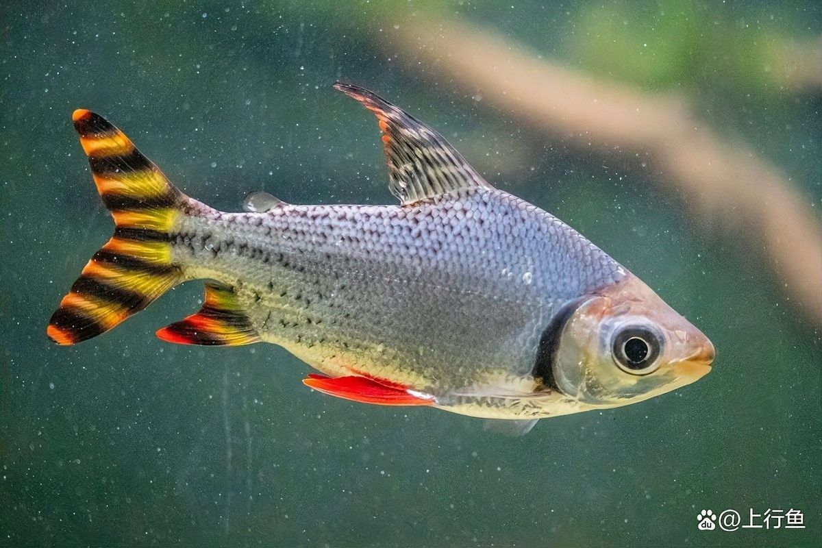 飛鳳魚和黃金大帆魚能混養(yǎng)嗎：飛鳳魚和黃金大帆魚哪個(gè)更適合新手飛鳳魚和黃金大帆魚 飛鳳魚和黃金大帆魚能混養(yǎng)嗎：飛鳳魚和黃金大帆魚哪個(gè)更適合新手飛鳳魚和黃金大帆魚 龍魚百科 第3張