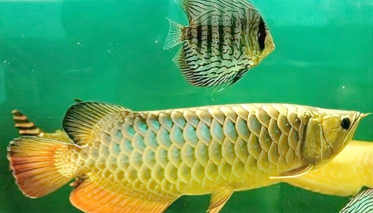 雷龍魚能混養嗎：雷龍魚與龍魚混養存在一定可行性但需嚴格滿足以下條件并注意風險